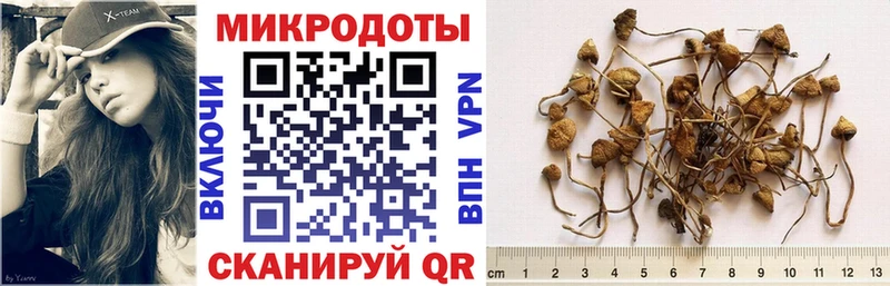 Галлюциногенные грибы Psilocybine cubensis Владикавказ